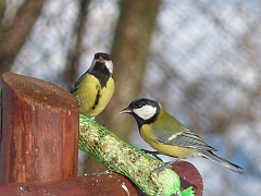 Parus major